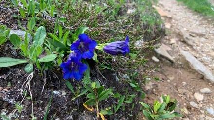Blauer Enzian
