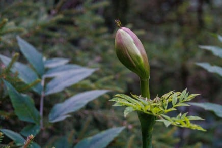Wald-Engelwurz
