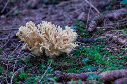 Pilz: Koralle
