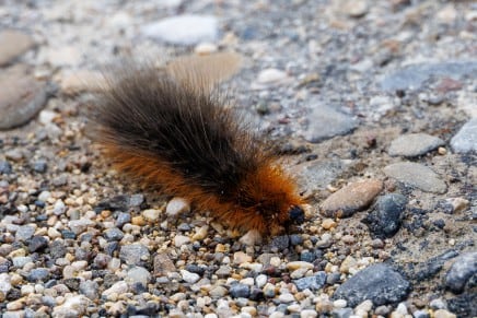 Brauner Bär
