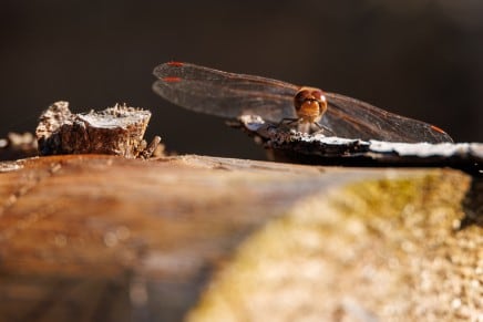 Libelle
