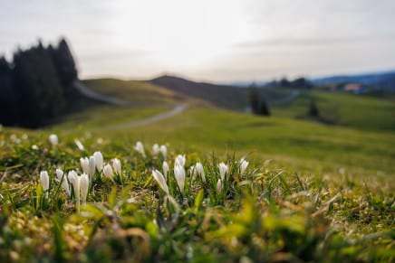Tour: Die Kokanten-Wanderung auf den Hündlekopf bei Oberstaufen
