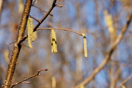 Gewöhnliche Hasel
