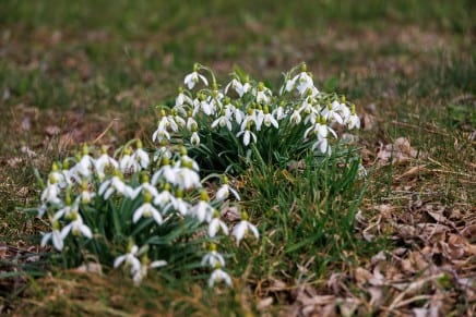 Schneeglöckchen
