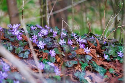 Leberblümchen
