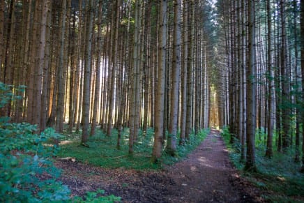 Rundwanderung Lachen–Rückholz: Schönewalder Weiher, St. Georg und Fischhaus