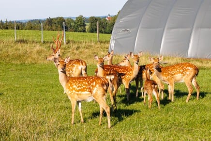 Rehe 
