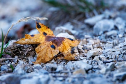 Herbstlaub

