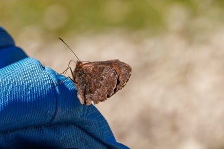 Wasser-Erbie (Schmetterling)
